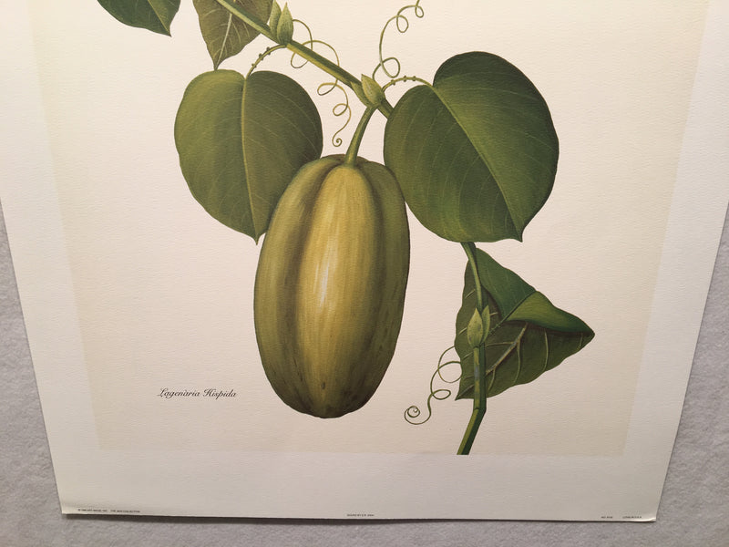 E.R. Saal "Gourd" Limited Edition Lithograph Print Java Collection   - TvMovieCards.com