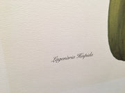 E.R. Saal "Gourd" Limited Edition Lithograph Print Java Collection   - TvMovieCards.com