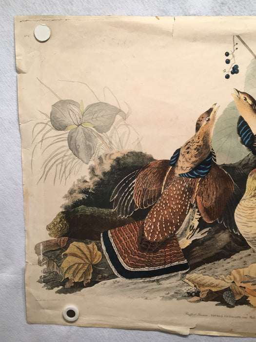 Ruffed Grouse Audubon Ltd. Edition Fine Art Print No 9 Plate XLI 25 x 33   - TvMovieCards.com
