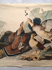 Ruffed Grouse Audubon Ltd. Edition Fine Art Print No 9 Plate XLI 25 x 33   - TvMovieCards.com