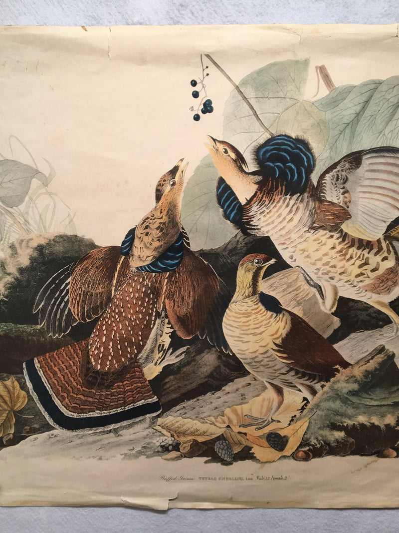 Ruffed Grouse Audubon Ltd. Edition Fine Art Print No 9 Plate XLI 25 x 33   - TvMovieCards.com