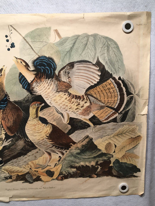 Ruffed Grouse Audubon Ltd. Edition Fine Art Print No 9 Plate XLI 25 x 33   - TvMovieCards.com