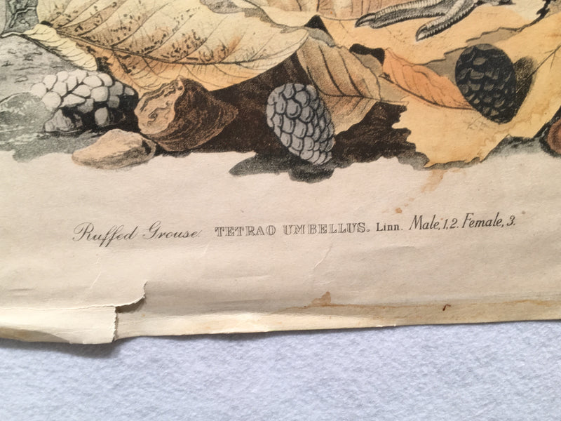 Ruffed Grouse Audubon Ltd. Edition Fine Art Print No 9 Plate XLI 25 x 33   - TvMovieCards.com