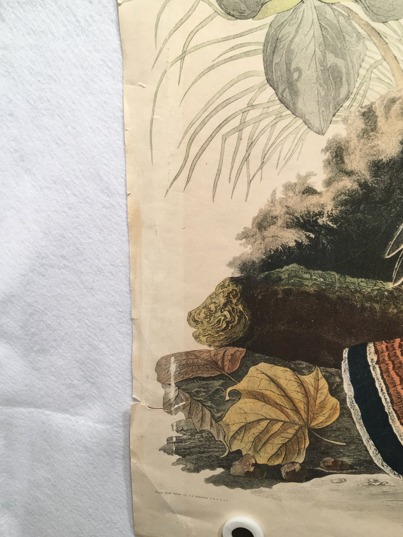 Ruffed Grouse Audubon Ltd. Edition Fine Art Print No 9 Plate XLI 25 x 33   - TvMovieCards.com