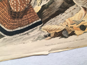 Ruffed Grouse Audubon Ltd. Edition Fine Art Print No 9 Plate XLI 25 x 33   - TvMovieCards.com