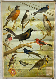 Useful Birds of America Advertising Store Display Poster Arm & Hammer J5 17X25   - TvMovieCards.com