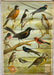 Useful Birds of America Advertising Store Display Poster Arm & Hammer J5 17X25   - TvMovieCards.com