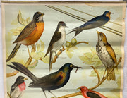 Useful Birds of America Advertising Store Display Poster Arm & Hammer J5 17X25   - TvMovieCards.com