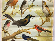 Useful Birds of America Advertising Store Display Poster Arm & Hammer J5 17X25   - TvMovieCards.com