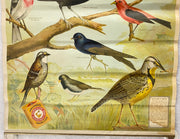 Useful Birds of America Advertising Store Display Poster Arm & Hammer J5 17X25   - TvMovieCards.com