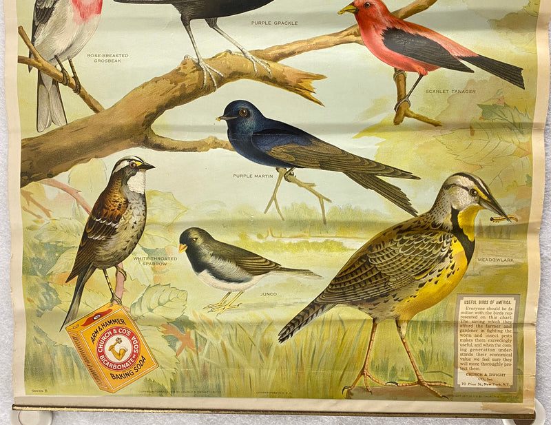 Useful Birds of America Advertising Store Display Poster Arm & Hammer J5 17X25   - TvMovieCards.com