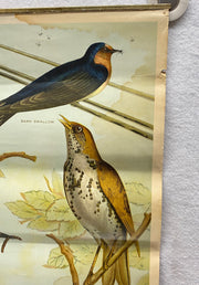 Useful Birds of America Advertising Store Display Poster Arm & Hammer J5 17X25   - TvMovieCards.com