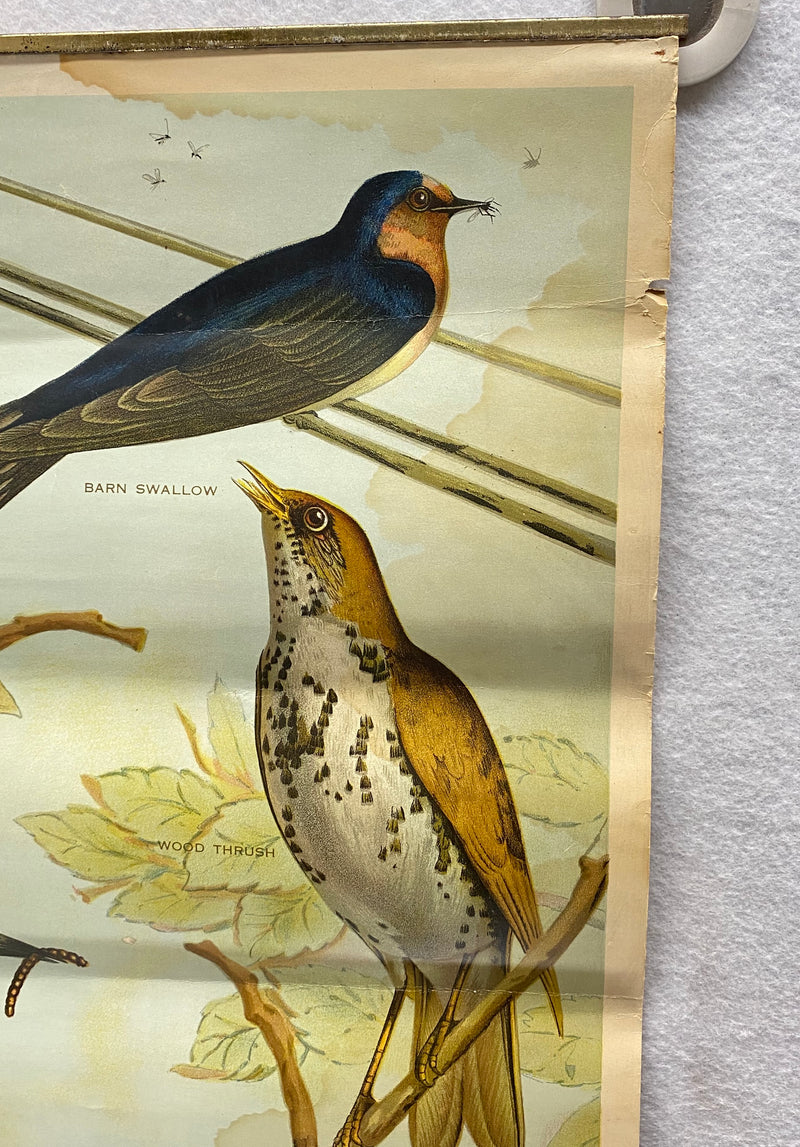 Useful Birds of America Advertising Store Display Poster Arm & Hammer J5 17X25   - TvMovieCards.com
