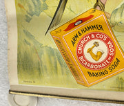 Useful Birds of America Advertising Store Display Poster Arm & Hammer J5 17X25   - TvMovieCards.com