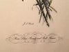 Jean Louis Prevost Hand Colored Print "Roses, Lilacs, Primula and Bell Flowers N   - TvMovieCards.com
