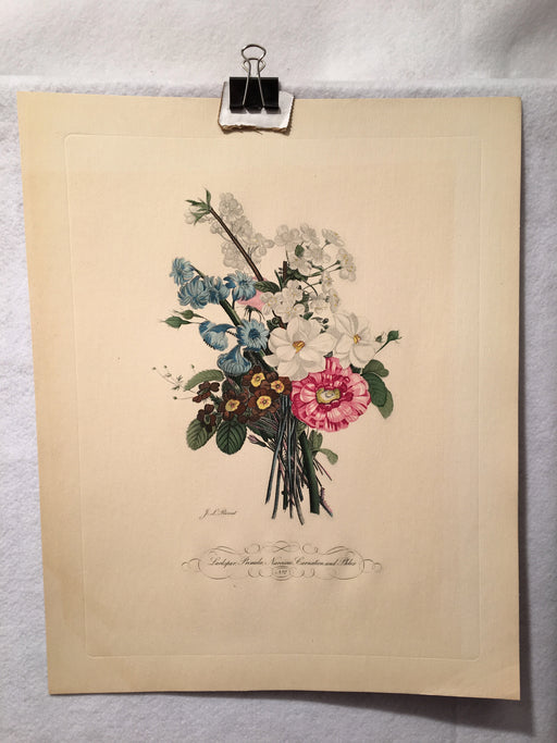 Jean Louis Prevost Hand Colored Print "Lankspur, Primula, Narcissus No 2"   - TvMovieCards.com