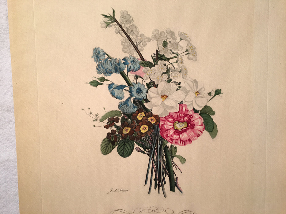 Jean Louis Prevost Hand Colored Print "Lankspur, Primula, Narcissus No 2"   - TvMovieCards.com