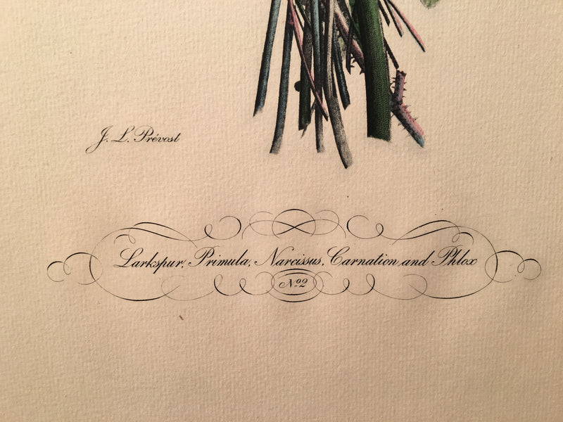 Jean Louis Prevost Hand Colored Print "Lankspur, Primula, Narcissus No 2"   - TvMovieCards.com