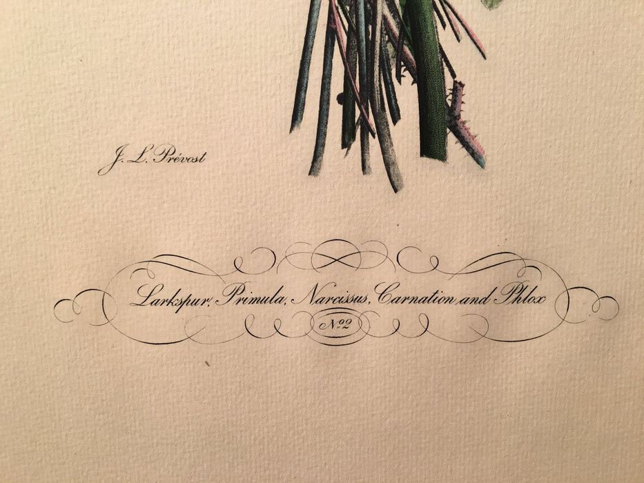 Jean Louis Prevost Hand Colored Print "Lankspur, Primula, Narcissus No 2"   - TvMovieCards.com
