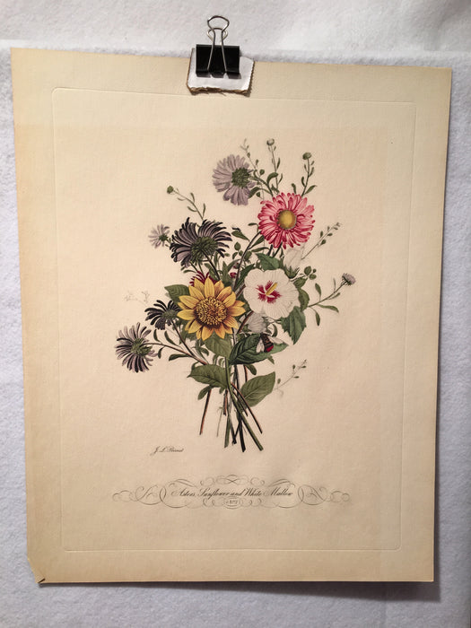 Jean Louis Prevost Hand Colored Print "Asters, Sunflower and White Mallow No. 3"   - TvMovieCards.com