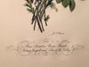Jean Louis Prevost Hand Colored Print "Roses, Anemones, Pansies No. 4"   - TvMovieCards.com