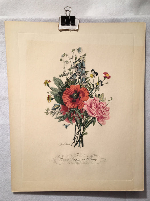 Jean Louis Prevost Hand Colored Print "Pansies Poppies Peony No. 6"   - TvMovieCards.com