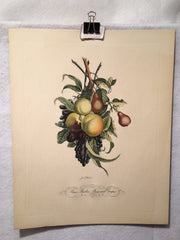 Jean Louis Prevost Hand Colored Print "Pears Peaches Plums Grapes No. 7"   - TvMovieCards.com