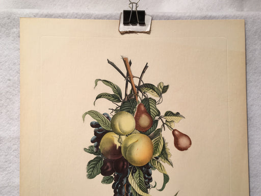 Jean Louis Prevost Hand Colored Print "Pears Peaches Plums Grapes No. 7"   - TvMovieCards.com