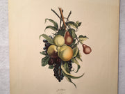 Jean Louis Prevost Hand Colored Print "Pears Peaches Plums Grapes No. 7"   - TvMovieCards.com