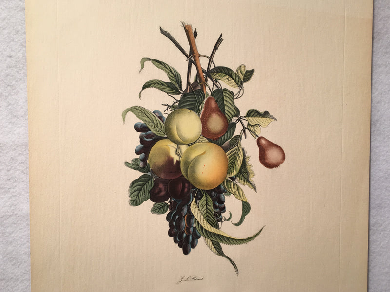 Jean Louis Prevost Hand Colored Print "Pears Peaches Plums Grapes No. 7"   - TvMovieCards.com