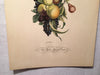 Jean Louis Prevost Hand Colored Print "Pears Peaches Plums Grapes No. 7"   - TvMovieCards.com