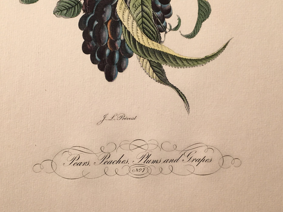 Jean Louis Prevost Hand Colored Print "Pears Peaches Plums Grapes No. 7"   - TvMovieCards.com