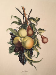 Jean Louis Prevost Hand Colored Print "Pears Peaches Plums Grapes No. 7"   - TvMovieCards.com