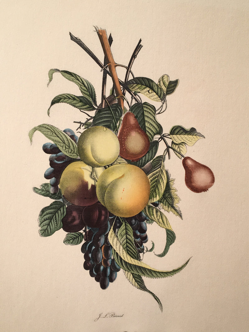 Jean Louis Prevost Hand Colored Print "Pears Peaches Plums Grapes No. 7"   - TvMovieCards.com