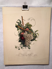 Jean Louis Prevost Hand Colored Print "Grapes and Peachs No. 8"   - TvMovieCards.com