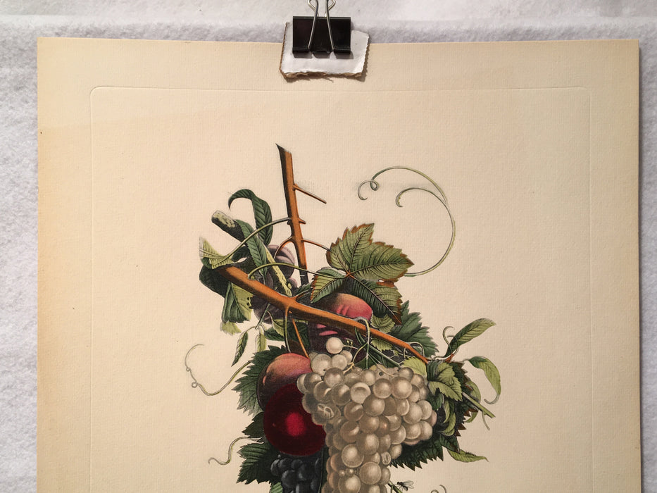 Jean Louis Prevost Hand Colored Print "Grapes and Peachs No. 8"   - TvMovieCards.com