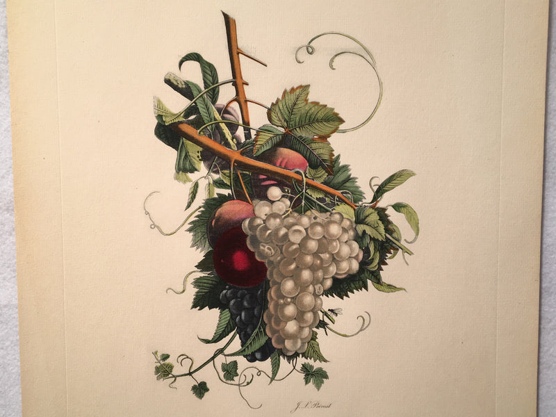 Jean Louis Prevost Hand Colored Print "Grapes and Peachs No. 8"   - TvMovieCards.com
