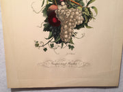 Jean Louis Prevost Hand Colored Print "Grapes and Peachs No. 8"   - TvMovieCards.com