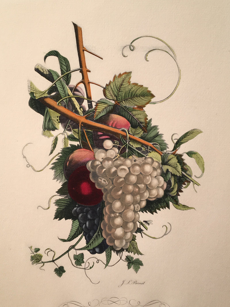 Jean Louis Prevost Hand Colored Print "Grapes and Peachs No. 8"   - TvMovieCards.com
