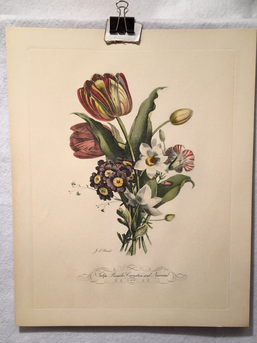 Jean Louis Prevost Hand Colored Print "Tulips, Primula, Carnation No. 9"   - TvMovieCards.com