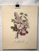 Jean Louis Prevost Hand Colored Print "Bouquet of Lilacs and Roses No. 10"   - TvMovieCards.com