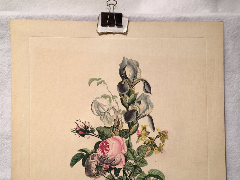 Jean Louis Prevost Hand Colored Print "Iris Roses and Narcissus No. 11"   - TvMovieCards.com