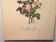 Jean Louis Prevost Hand Colored Print "Iris Roses and Narcissus No. 11"   - TvMovieCards.com