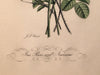 Jean Louis Prevost Hand Colored Print "Iris Roses and Narcissus No. 11"   - TvMovieCards.com