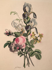 Jean Louis Prevost Hand Colored Print "Iris Roses and Narcissus No. 11"   - TvMovieCards.com