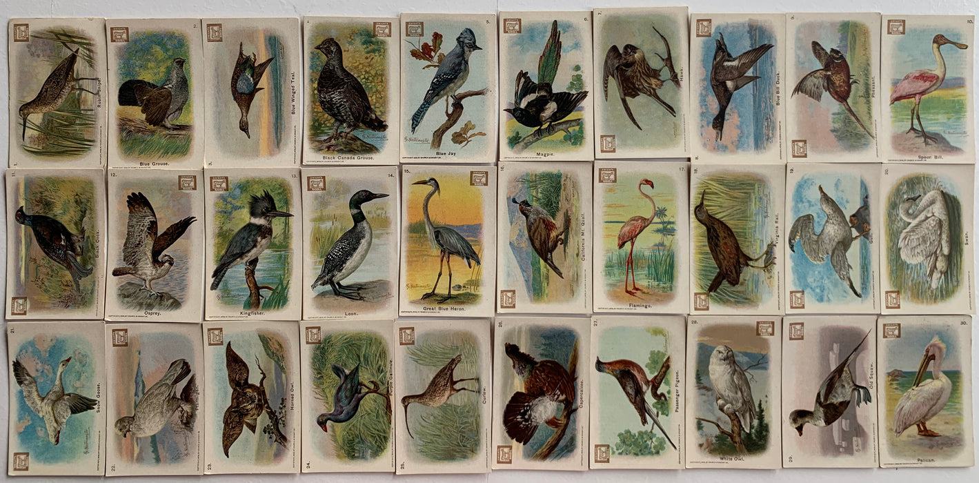 New Series of Birds Series A 30 Card Set Church & Dwight 1908 J-4 Arm & Hammer   - TvMovieCards.com