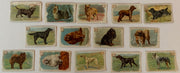 New Series of Dogs 14 Soda Card Lot J14 Small JOHN DWIGHT Church Arm & Hammer   - TvMovieCards.com