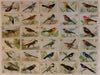 Useful Birds of America 3rd Series Card Set 30 Large Size Church & Dwight J7 1922   - TvMovieCards.com