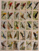 Useful Birds of America 3rd Series Card Set Large Size Church & Dwight J7 1922   - TvMovieCards.com