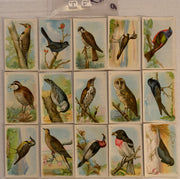 Useful Birds of America 6th 15 Card Set Type 3 Church & Dwight J-9 Arm & Hammer   - TvMovieCards.com
